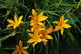 鮮花,花園,春
