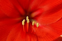 雌蕊,花粉,花藥