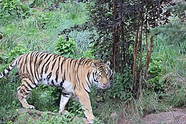 虎,野生,動物