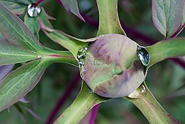 牡丹,芽,性質(zhì)