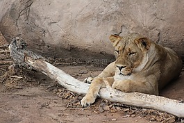 獅子,野生動物,野生