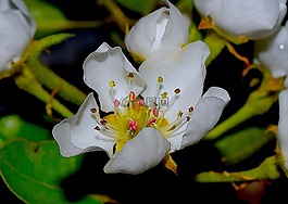 花,春,顏色