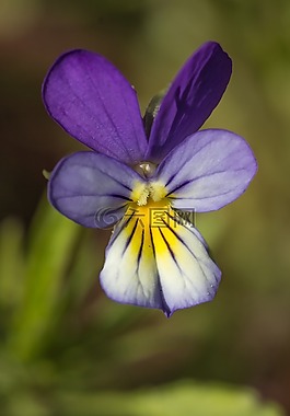 性質(zhì),花,廠