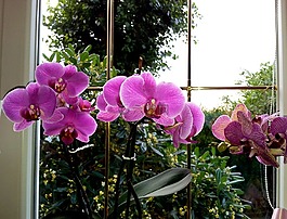 蘭花,花,羅莎