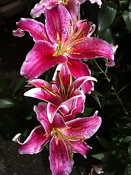 鮮花,水華,花園