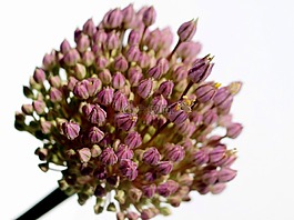 鮮花,水華,花園