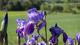 花,紫,虹膜