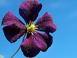 鮮花,水華,花園