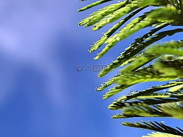 花園,草,雨點