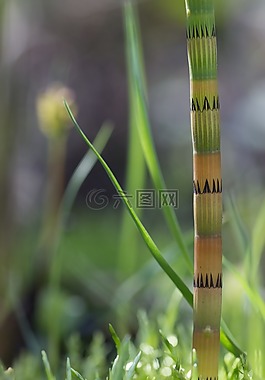 廠,性質(zhì),葉