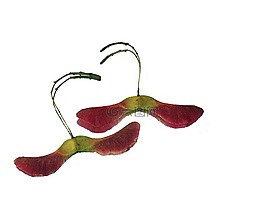 naseln,楓葉,水果