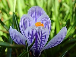 藏紅花,花,開花