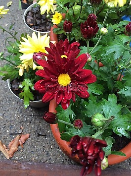 花,紅色,植物