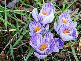 藏紅花,花,開花