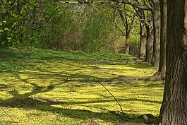 公園,樹,太陽