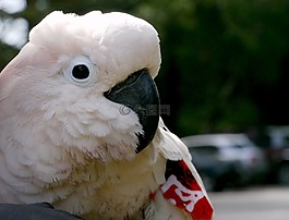 鳥,鸚鵡,動物