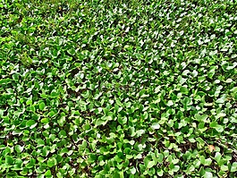 水,植物,经过
