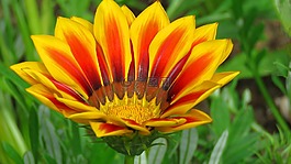 豐富多彩的顏色花的花,花意象花照片,公共花園