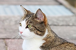 國內(nèi)的貓,宿醉,寵物