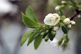 櫻桃,雨,花卉