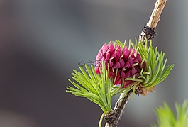 性質(zhì),廠,花