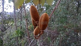 性質,種子,水果