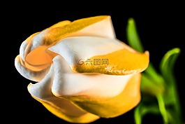 開花,花,白