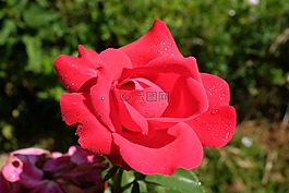 花,性質(zhì),植物