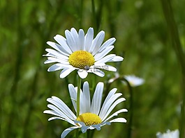 雛菊,花,春