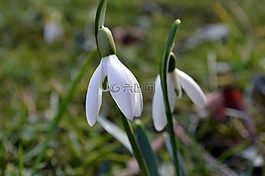 雪花蓮,花,春
