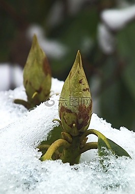 杜鵑,芽,廠