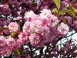 櫻花,春,鮮花