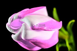 花,開花,粉紅色