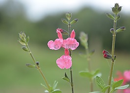 花賢,植物,鼠尾草
