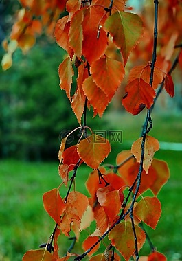 樹,性質(zhì),美容