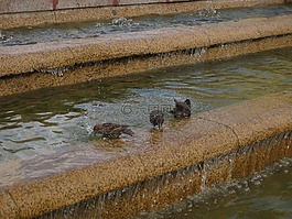 鳥,水,性質(zhì)