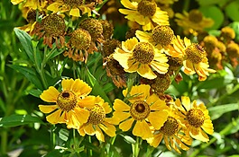 鮮花,花園,植物群