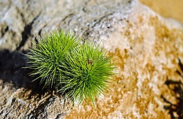板栗,板栗栽培稻,刺