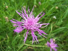 花,廠,性質(zhì)