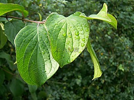 葉子,綠色,廠