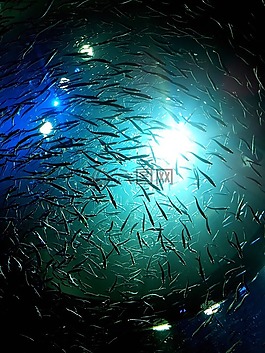 魚,水,性質(zhì)