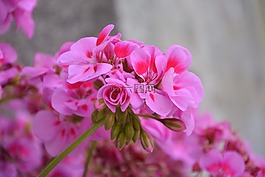 天竺葵,花,粉色
