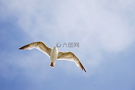 海鸥,鸟,从底部