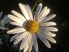 雛菊,花,花園