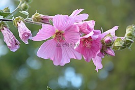 粉紅色的花,芙蓉花,灌木