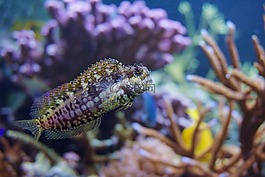 salarias fasciatus,魚,珊瑚