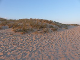 海灘,沙丘,草藥
