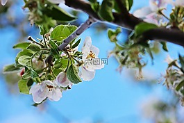 蘋(píng)果花,春天,性質(zhì)