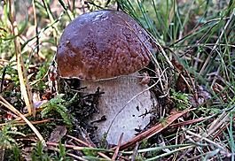 性質(zhì),蘑菇,牛肝菌