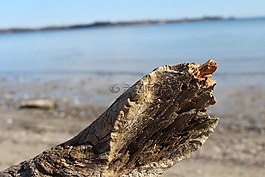 海灘,波羅的海,漂木